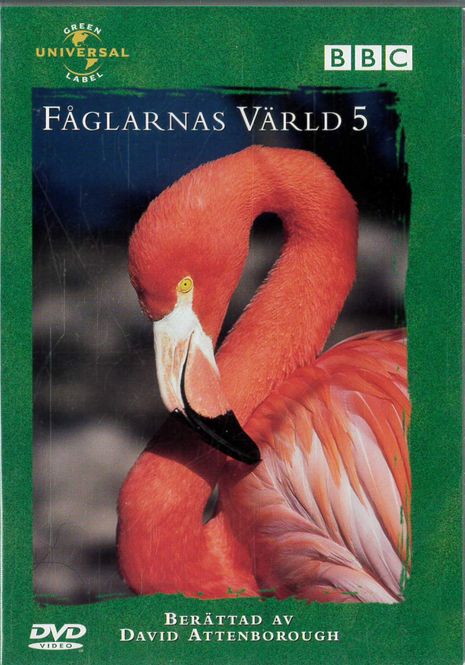 Huvudbild Fåglarnas värld 5